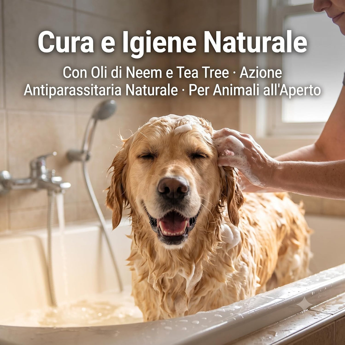 Lavaggio di un cane golden retriever con lo shampoo per cani al tea tree e neem per un'azione lenitiva e antiparassitaria.