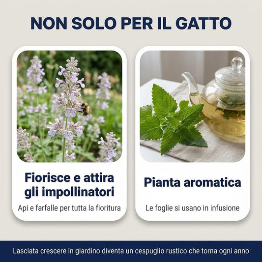Semi di Erba Gatta 10 Bustine - Nepeta Cataria da Coltivare in Vaso - Si Semina Tutto l'Anno - Per il Gioco e il Relax del Gatto - Lemag srl