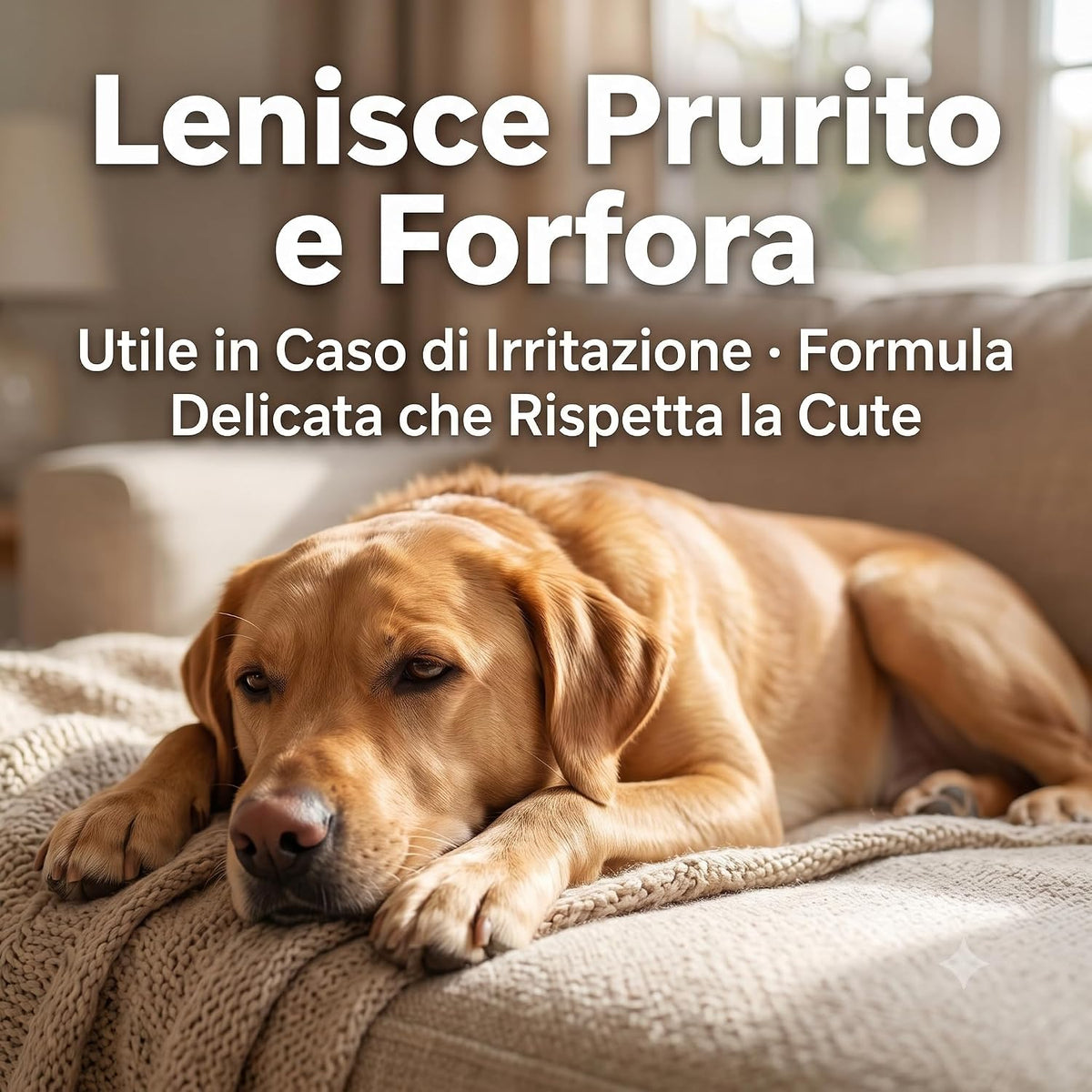 Cane rilassato sul divano trattato con lo shampoo per cani al tea tree e neem per lenire prurito e forfora.