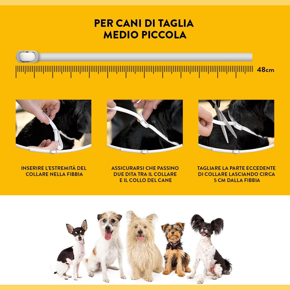 Come applicare il collare scalibor cani piccoli da 48 cm: istruzioni illustrate in tre passaggi per cani di taglia medio-piccola.