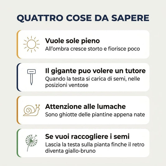 Consigli utili per coltivare i semi di girasole da seminare: sole, tutore per giganti e difesa dalle lumache.