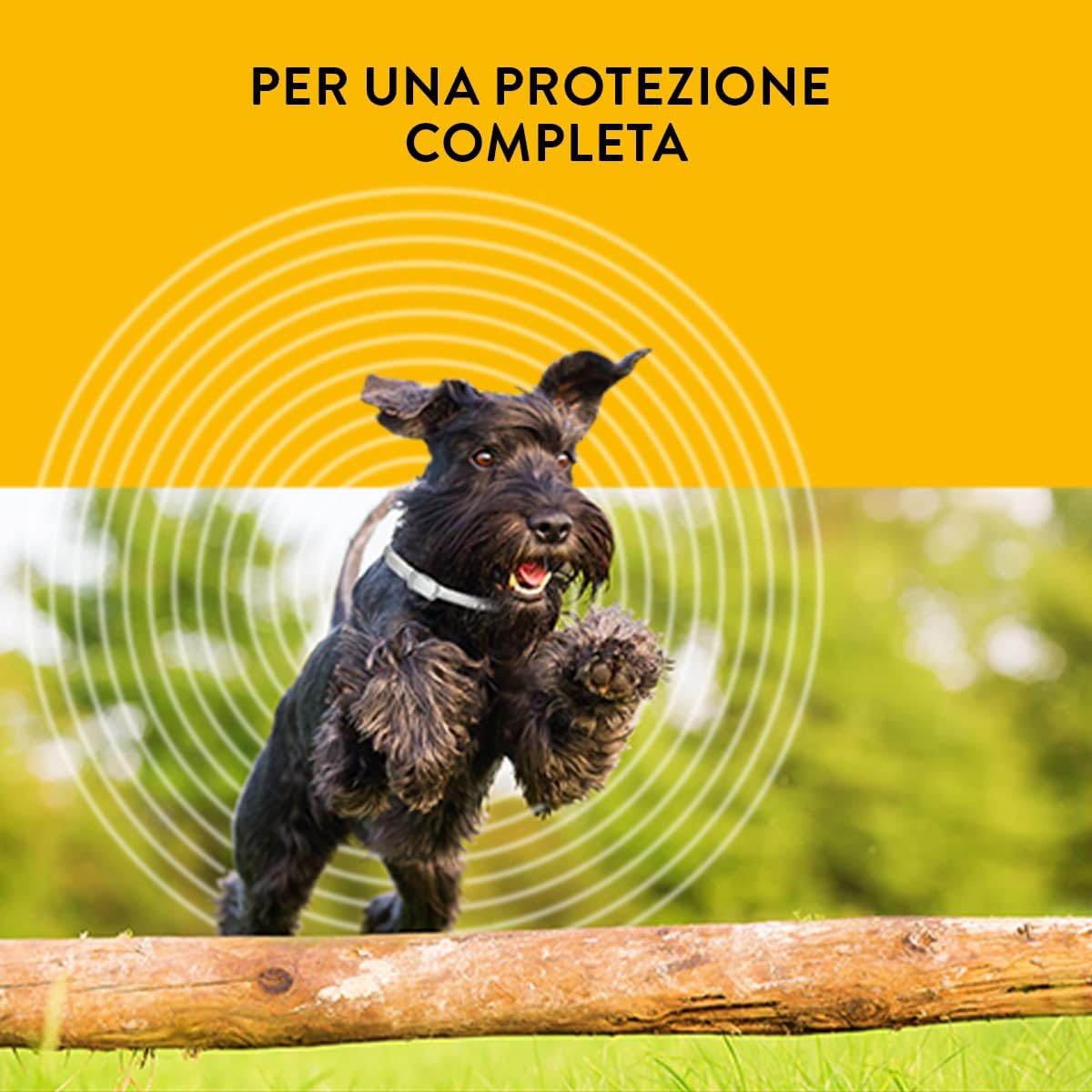 Cane nero che salta all'aperto protetto dal collare Scalibor cani grandi per una protezione completa.