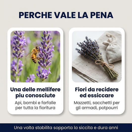 Semi di Lavanda 10 Bustine - Pianta Aromatica e Mellifera per Bordure e Vasi - Fioritura dal Secondo Anno - Lemag srl