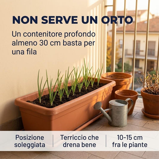 Semi di Cipolla Rossa di Tropea 10 Bustine - Varieta Dolce da Semina Autunnale - Semina Agosto-Settembre, Raccolta in Primavera - Per Orto e Vaso Profondo - Lemag srl